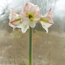 Amaryllis: Hippeastrum Springtime