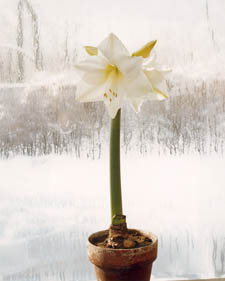 Amaryllis: Hippeastrum Wedding Dance