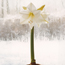 Amaryllis: Hippeastrum Wedding Dance
