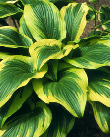 Hosta: Hosta montana Aureomarginata
