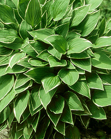 Hosta: Hosta Cheesecake