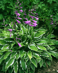Hosta: Hosta Ginkgo Craig
