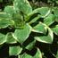 Hosta: Hosta Grandmaster