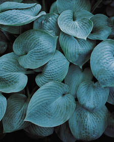 Hosta: Hosta Halcyon