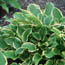 Hosta: Hosta So Sweet
