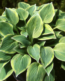 Hosta: Hosta Veronica Lake