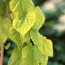 Golden hops: Humulus lupulus Aureus