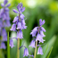 Spanish bluebell: Hyacinthoides hispanica Danube