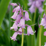 Spanish bluebell: Hyacinthoides hispanica Rose Gem