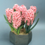 Hyacinthus oriental...