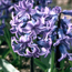 Hyacinth: Hyacinthus orientalis Blue Jacket