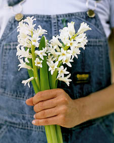 Hyacinth: Hyacinthus orientalis Carnegie