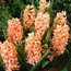 Hyacinthus oriental...