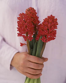 Hyacinth: Hyacinthus orientalis Jan Bos