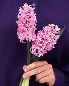 Hyacinth: Hyacinthus orientalis Lady Derby