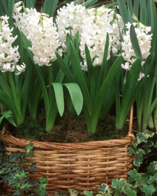 Hyacinth: Hyacinthus orientalis L'Innocence