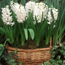 Hyacinth: Hyacinthus orientalis L'Innocence