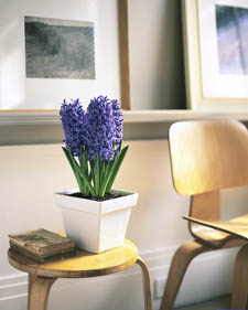 گل سنبل Hyacinthus orientalis Blue