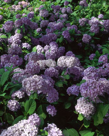 Mophead hydrangea: Hydrangea macrophylla Generale Vicomtesse de Vibraye