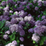 Mophead hydrangea: Hydrangea macrophylla Generale Vicomtesse de Vibraye