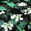 Lacecap hydrangea: Hydrangea macrophylla var. normalis Veitchii