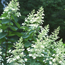 Panicle hydrangea: Hydrangea paniculata Tardiva