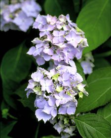 Lacecap hydrangea: Hydrangea serrata Blue Willow