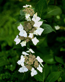 Lacecap hydrangea: Hydrangea serrata Grayswood