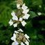 Lacecap hydrangea: Hydrangea serrata Grayswood