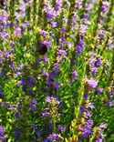 Hyssop: Hyssopus officinalis