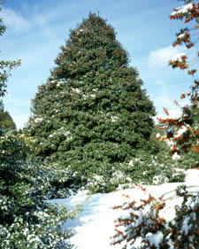American holly: Ilex opaca