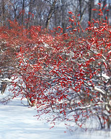 Winterberry: Ilex verticillata