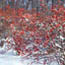 Winterberry: Ilex verticillata