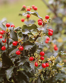 Meserve holly: Ilex x meserveae Blue Princess