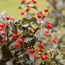 Meserve holly: Ilex x meserveae Blue Princess