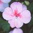 Impatiens: Impatiens walleriana Cherry Butterfly