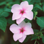 Impatiens: Impatiens walleriana Lavender Butterfly
