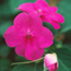 Impatiens: Impatiens walleriana Orchid Butterfly