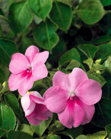 Impatiens: Impatiens walleriana Light Pink