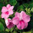 Impatiens: Impatiens walleriana Light Pink