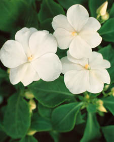 Impatiens: Impatiens walleriana White