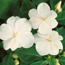 Impatiens: Impatiens walleriana White