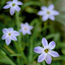 Spring starflower: Ipheion uniflorum Wisley Blue
