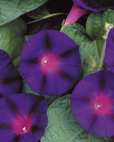 Morning glory: Ipomoea purpurea Grandpa Ott's