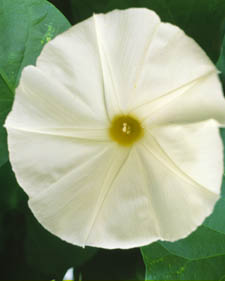 Moonflower: Ipomoea alba