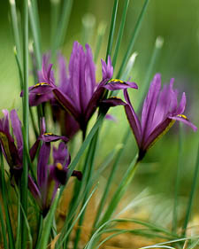 Dwarf iris: Iris reticulata Purple Gem