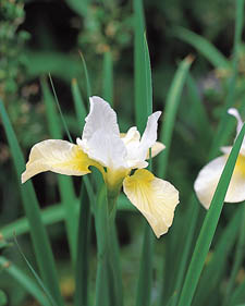 Siberian hybrid iris: Iris sibirica Butter and Sugar