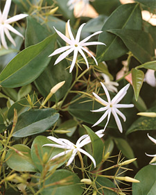 Star jasmine: Jasminum nitidum