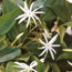 Star jasmine: Jasminum nitidum