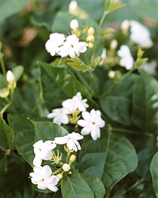 Arabian jasmine: Jasminum sambac Maid of Orleans